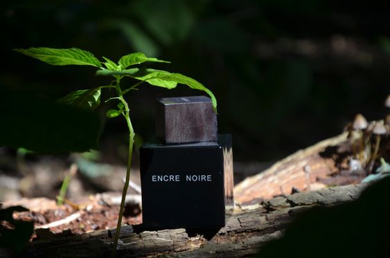Lalique Encre Noire